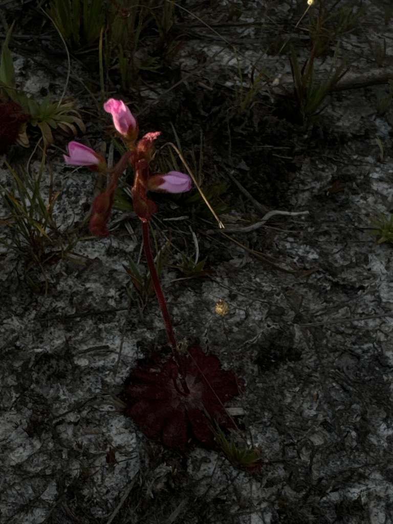 Drosera spirocalyx, Serra do Cipó, Morro do Pilar, BR-MG, BR