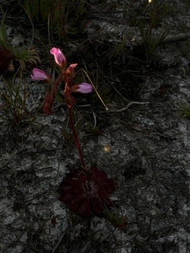 Drosera spirocalyx