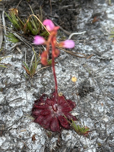 Drosera spirocalyx