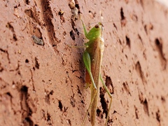 Conocephalus spartinae