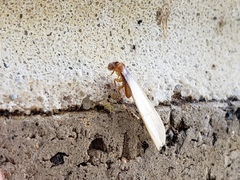 Coptotermes formosanus