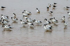 Recurvirostra avosetta