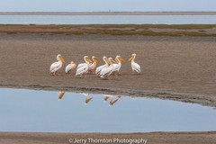 Pelecanus onocrotalus