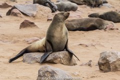 Arctocephalus pusillus pusillus