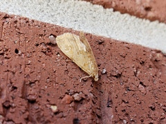 Glaphyria sesquistrialis