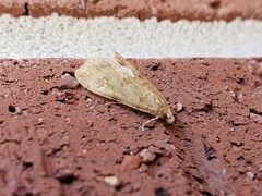 Glaphyria sesquistrialis