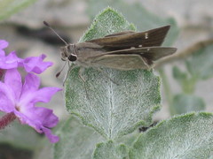 Hesperiidae
