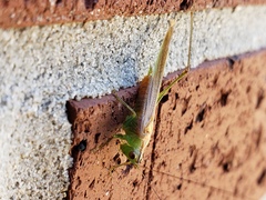 Conocephalus spartinae