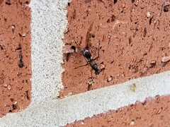 Taeniaptera trivittata