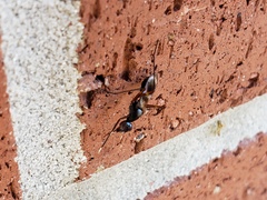 Taeniaptera trivittata