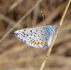 Euphilotes enoptes bayensis