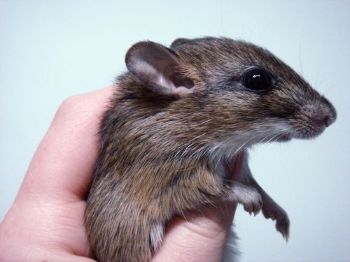 Kemp's Gerbil (Gerbilliscus kempii) — Data Deficient Mammalia