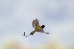 Purple-Breasted Sunbird photo 3