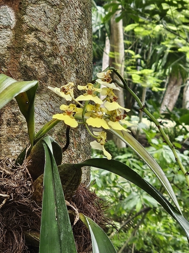 Rossioglossum ampliatum, 2024-06-12