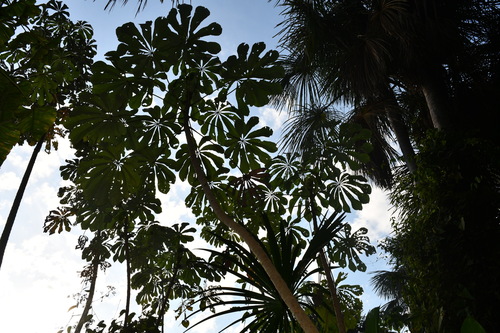 Foto de Embaúba