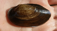 Sagittunio subrostratus