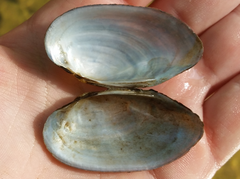 Sagittunio subrostratus