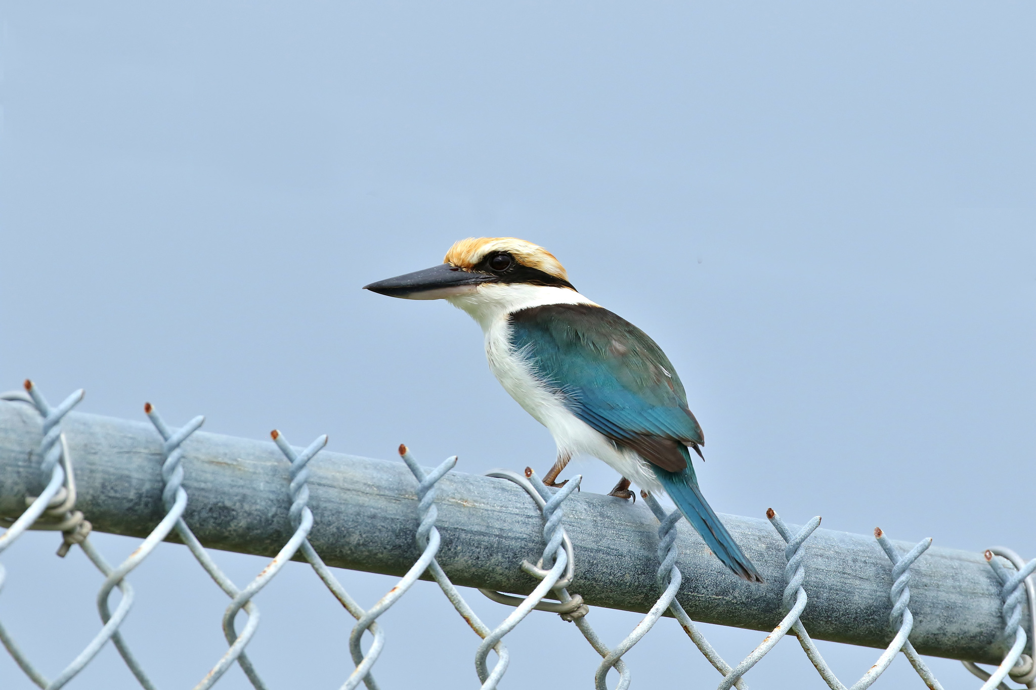 Pohnpei Kingfisher illustration
