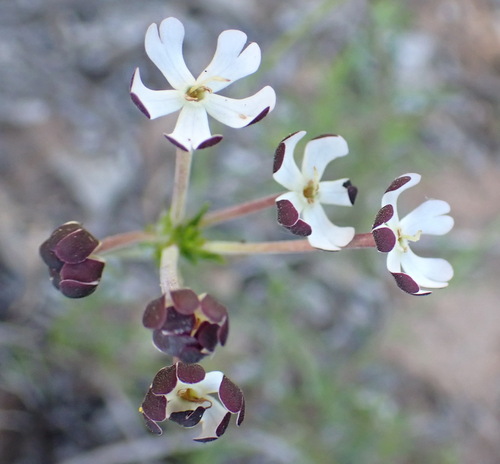 Image of Zaluzianskya capensis by (c) Nicola van Berkel, some rights reserved (CC BY-SA)