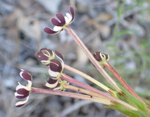 Image of Zaluzianskya capensis by (c) Nicola van Berkel, some rights reserved (CC BY-SA)