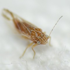 Cacopsylla nana