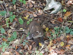 Nasua narica nelsoni