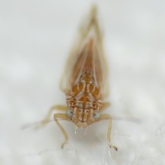 Cacopsylla nana