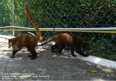 Nasua narica nelsoni