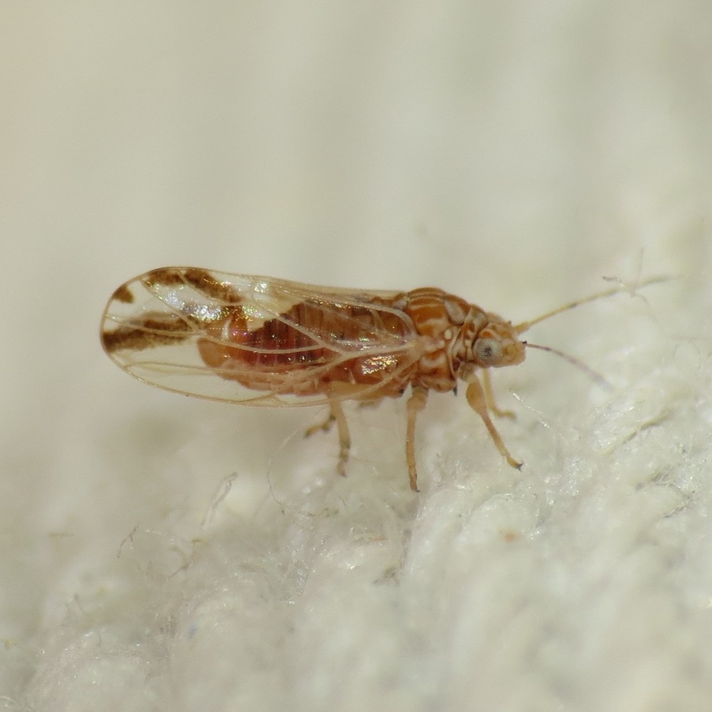 Cacopsylla nana