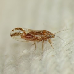 Cacopsylla nana