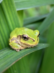 Hyla japonica