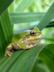 Hyla japonica