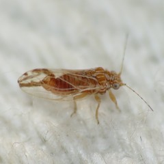 Cacopsylla nana
