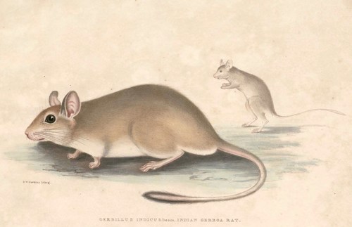Indian Gerbil
