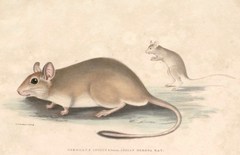 Indian Gerbil photo 2