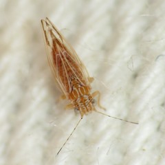 Cacopsylla nana