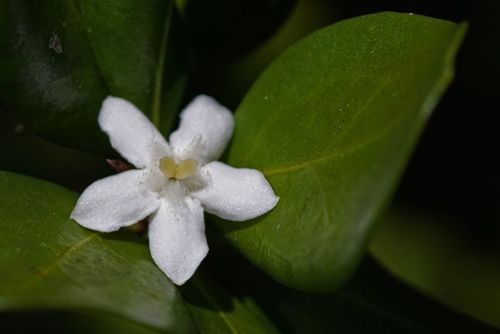 Randia aculeata