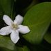 White Indigoberry - Photo (c) Eridan Xharahi, some rights reserved (CC BY)