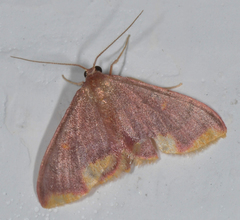 Lophosis labeculata