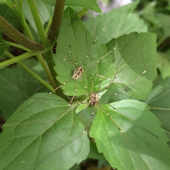 Leuronychus pacificus