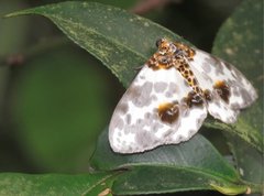 Abraxas amicula-illuminata