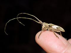 Lochmaeocles cornuticeps