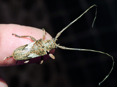 Lochmaeocles cornuticeps