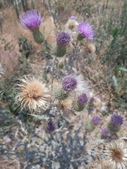 Cirsium rhaphilepis