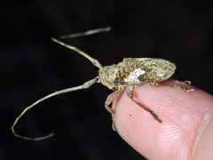 Lochmaeocles cornuticeps