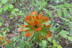 Castilleja hispida hispida