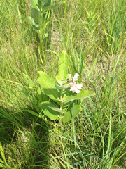 Asclepias speciosa × syriaca
