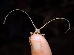 Lochmaeocles cornuticeps