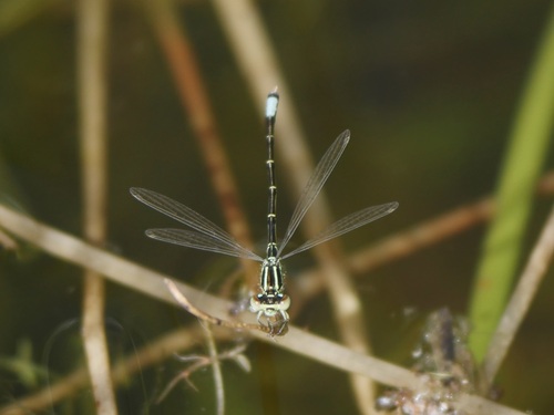 iNaturalist observation photo of Western Forktail
