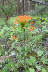 Castilleja hispida hispida
